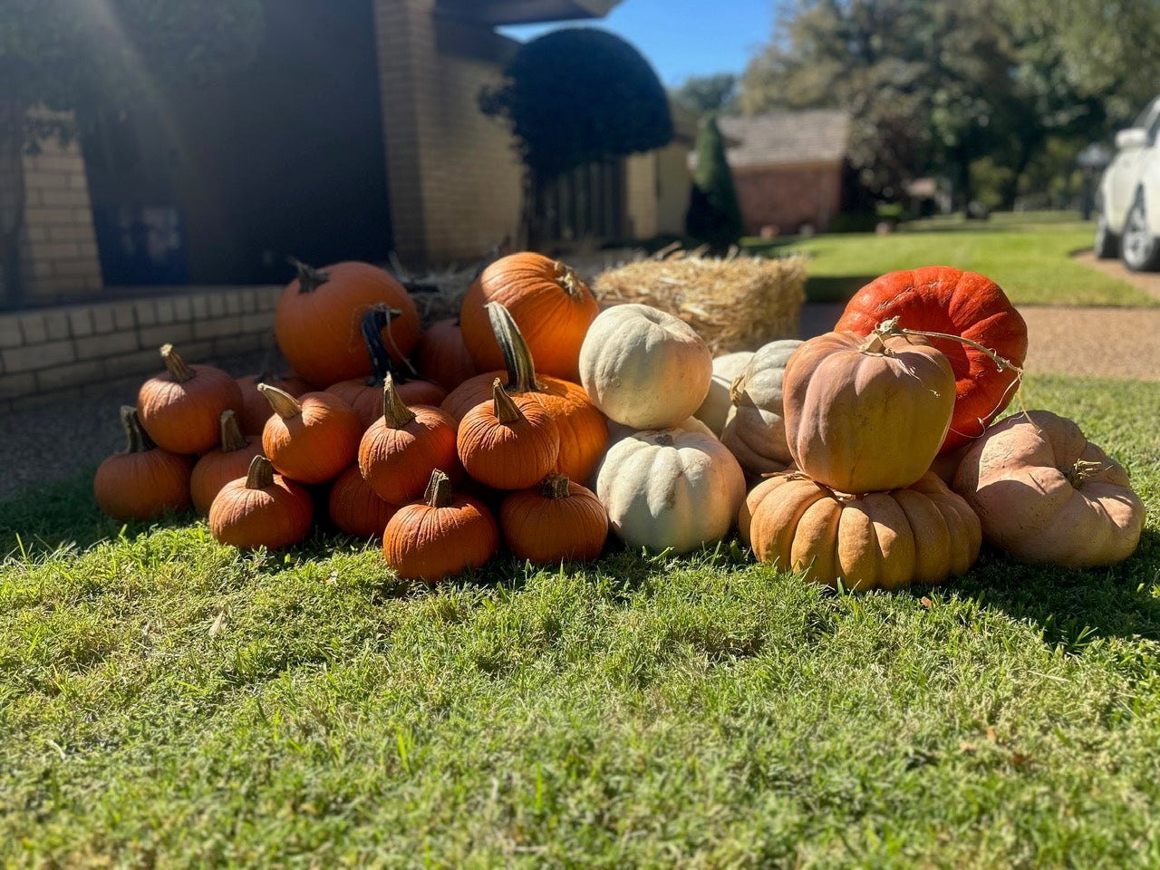 Pumpkin Packages, Pumpkin Display, Pumpkin Delivery, Porch Pumpkins