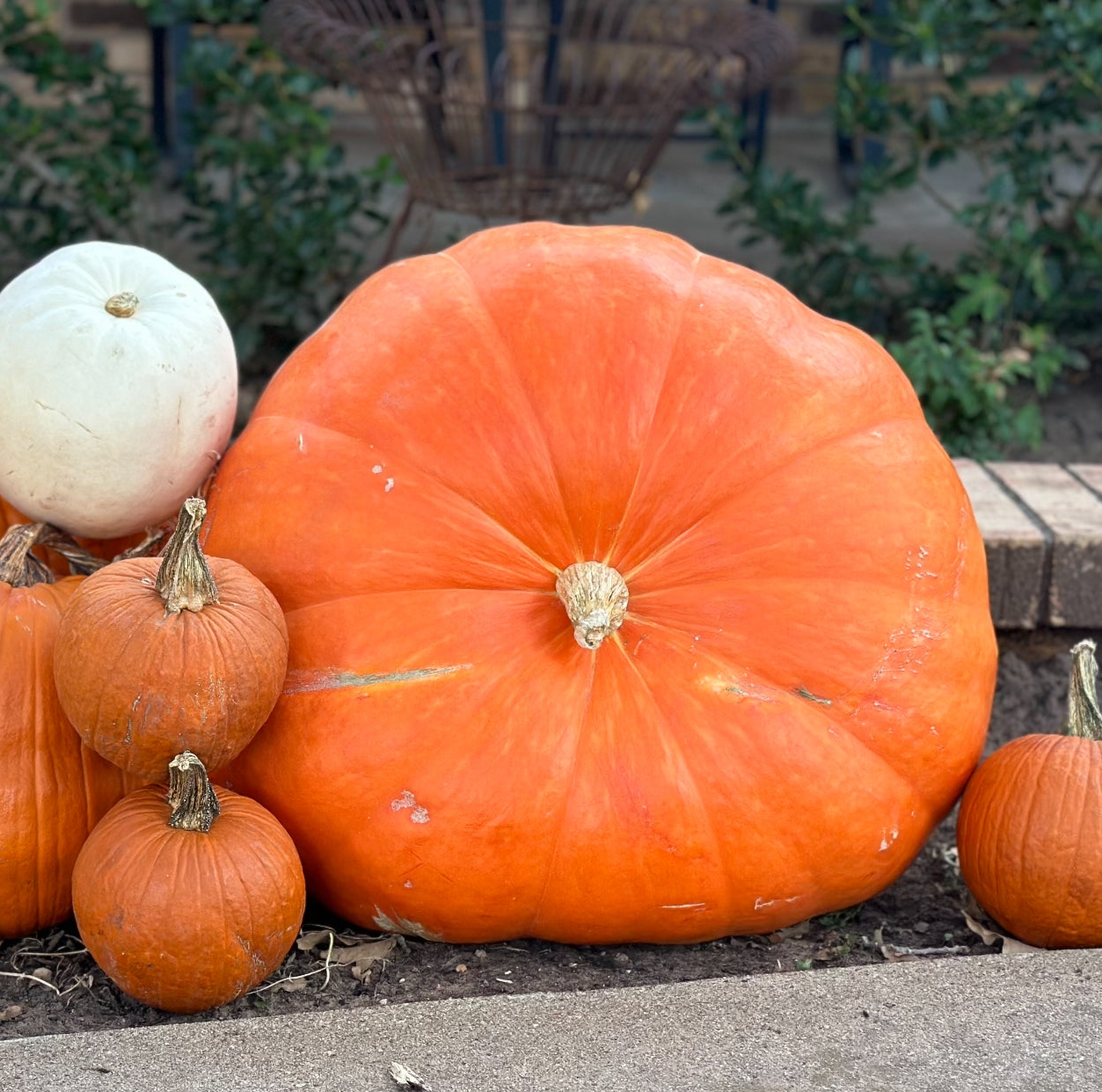 Pumpkin Packages, Pumpkin Display, Pumpkin Delivery, Porch Pumpkins