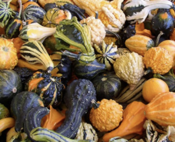 Mini Gourd Mix