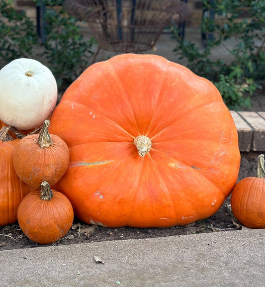 Grand Prize Pumpkin